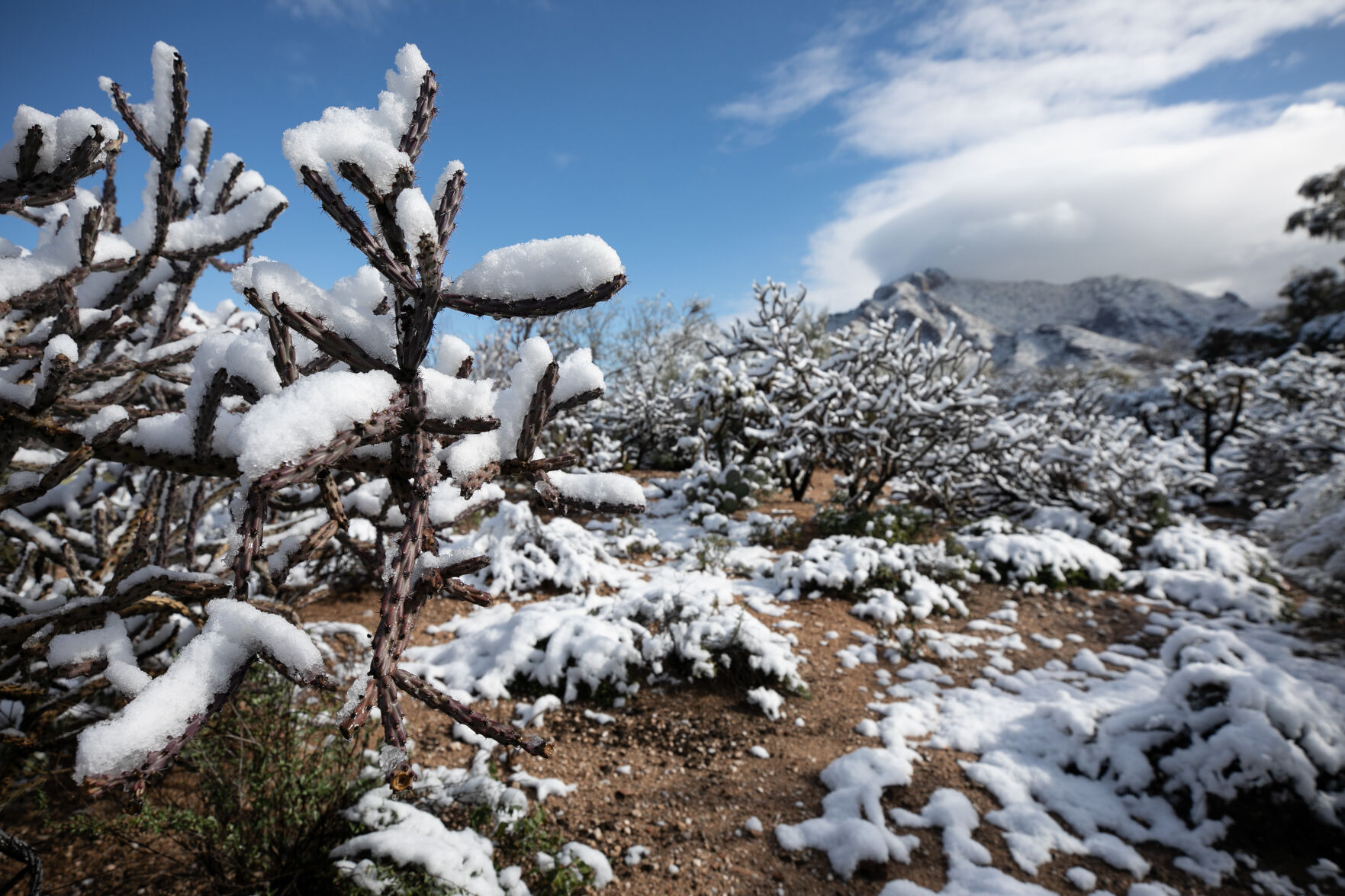 Snow, Tucson, 2023